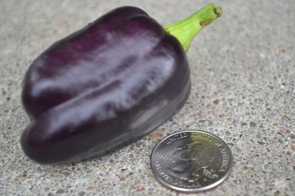 small ripe pepper